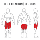 Leg Extension